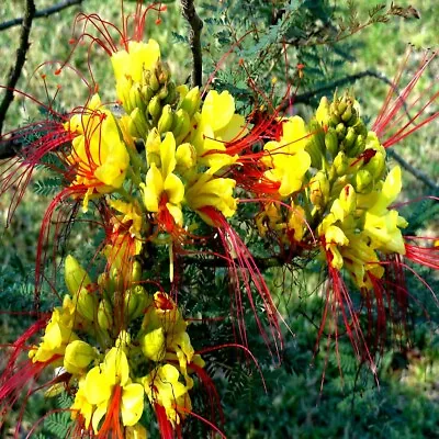 MEXICAN DESERT YELLOW BIRD OF PARADISE SHRUB FLOWER TREE SEEDS (C. Gilliesii) • $7.95