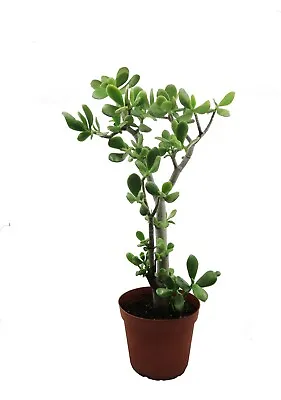 16  Crassula Ovata Jade Plant Tree Large Rooted Ready To Plant & Grow • $24.99