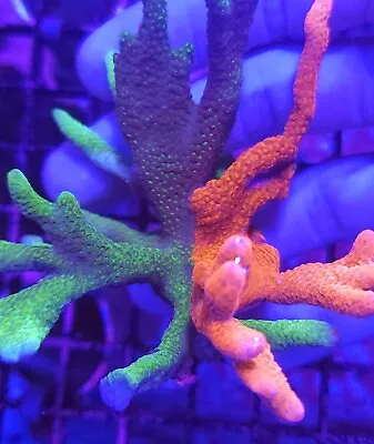 Grafted Digitata * Montipora * Digi * Live Coral Frag * AJ's Aquariums • $39.99