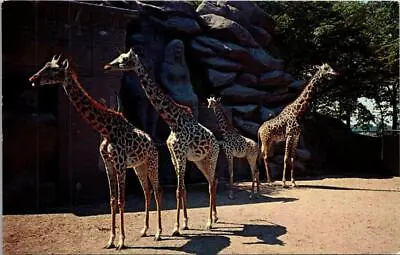 $4.80 • Buy Vintage Detroit MI Postcard Zoo Giraffes Royal Oak ~ Ships FREE