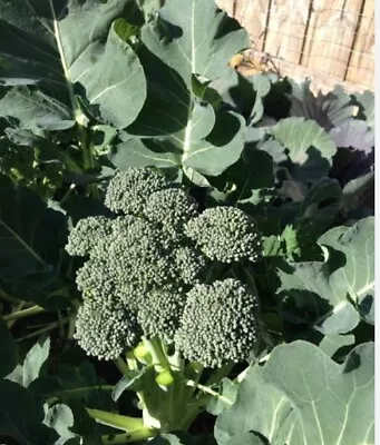 Broccoli - Green Sprouting Calabrese Seeds - Heirloom • $2.85