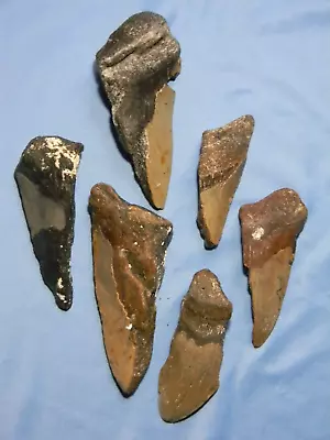 Megalodon Lot Of 6 Teeth No Restoration Fossil Sharks Tooth • $16