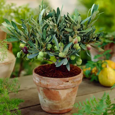 Olea Europaea Olive Tree - Hardy Evergreen Mature Indoor Fruit Plant In 14cm Pot • £17.99