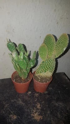 £12.95 • Buy Opuntia Plants 2 Different