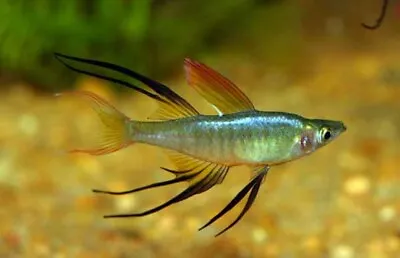 10x Threadfin Rainbowfish ** Iriatherina Werneri ** TROPICAL FISH RAINBOWFISH • £34.99