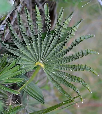 10 Chamaerops Humilis Form Monstrosus Palma Nana Palma Of Saint Piero • £3.34