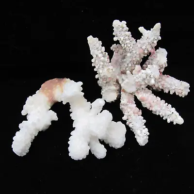 Natural White Coral Trees Coral Reef Decor Set Of Two Trees - Approx 3  Each • $35