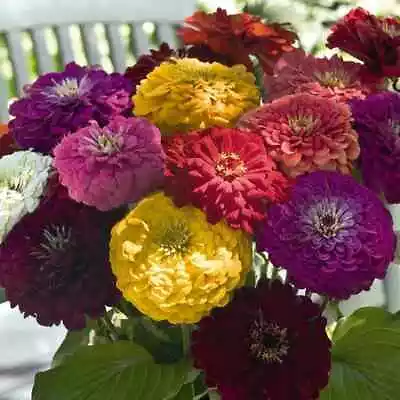 ZINNIA Cut-Flower Formula Blend 100 Seeds Cottage Flower Garden Easy To Grow • $3.80