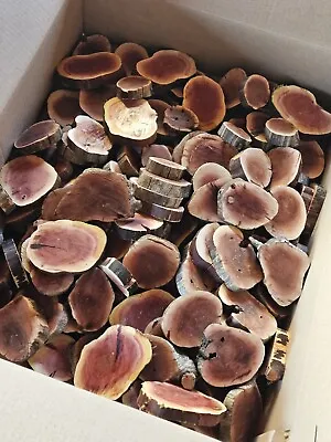 25pcs Manzanita Slices Burl slabs Live Edge Wood Crafts Aquarium Rare Epoxy  • $34.99