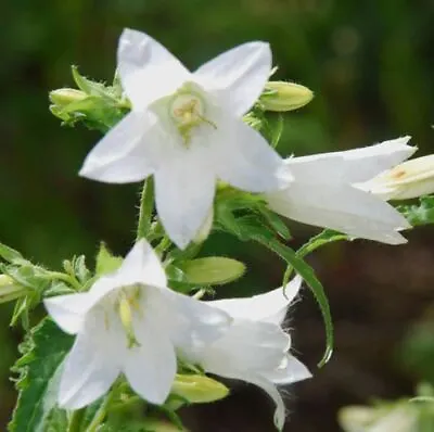 Flower - Campanula Trachelium Alba - 1000 Seeds • £4.15