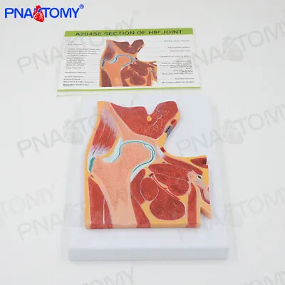 1:1 Human MRI Hip Joint Skeletal Muscle Section Construction Anatomy Model • $58.50