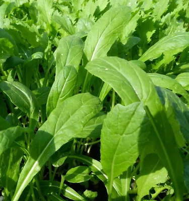 Mibuna Mustard Greens Seeds | みぶな Japonica Dento Yasai Mizuna Japanese Seed 2024 • $3.95