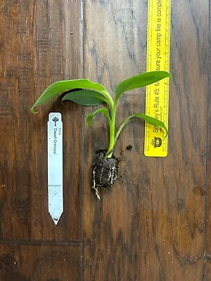 Dwarf Orinoco Musa Banana - 1 TC Plant Plug Tree - 3-6 Inches - Edible Fruit!!! • $9.99