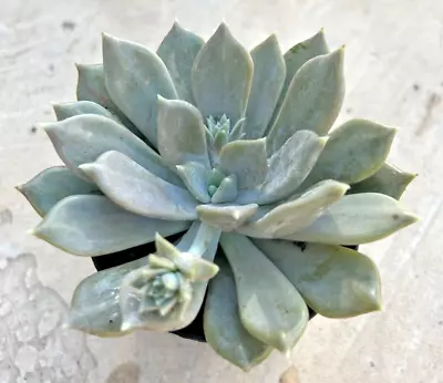 Pachyphytum 'Margrit' Comes In A 3.5  Pot • $12.76