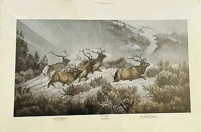 Rocky Mountain Elk Joanne Flesch Sage Creek Pass Signed Art Print 1988 185/490 • $225