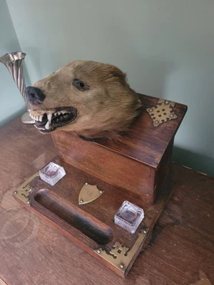 £295 • Buy Antique Victorian Taxidermy Badger Fox Head Mask Desk Tidy Unusual Office 