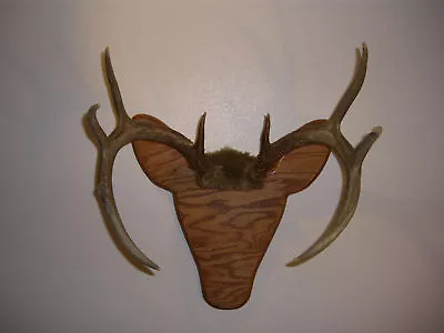 Rackheads Deer Monster Buck 14  Deer Antler Mounting Plaque Kit • $25