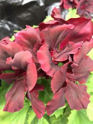 £7 • Buy Pelargonium Geranium Regal ‘Springfield Black’