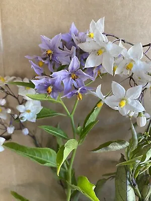 £14.99 • Buy 3x Solanum Climbing Plants, 9cm Pots,  Purple/white Flowers, Mixed Potato Vine