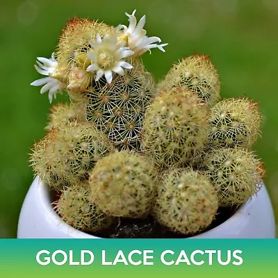 Gold Lace Cactus Seeds Ladyfinger Cactus Mammillaria Elongata • $4.99