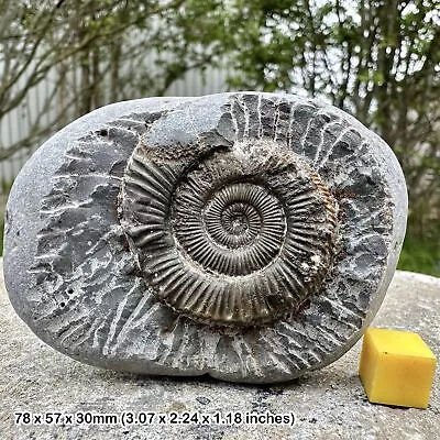 Dactylioceras Commune Fossil Ammonite  Jurassic Yorkshire Uk Authentic • $29.84