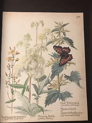 No 92 - Vintage Botanical Book Print • $4.85