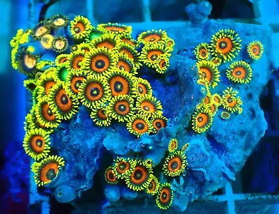 WYSIWYG Dragon Eyes Zoas Frag Marine Coral Soft Corals Reef • £16