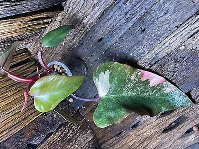 Philodendron Strawberry Shake Variegated Rare Aroid Tropical Plant • $1