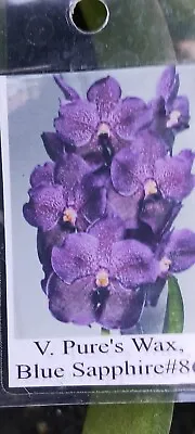 Orchid Vanda Pure's Wax Blue Sapphire Mad Happenings Tropical Hanging Plant • $44.95