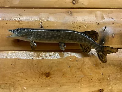 Real Skin Mount Musky Northern Pike Walleye Ron Lax Muskey Fish Taxidermy FNP20 • $149