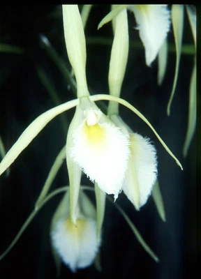 $25 • Buy Orchid Plant 0359. Brassavola Martiana Nice Plant In 90mm Pot Species