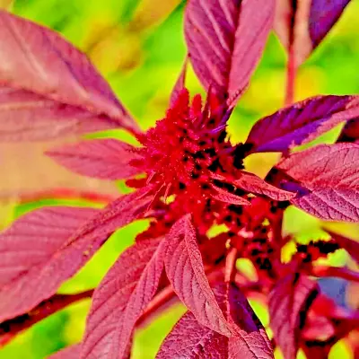 2000+ Midnight Amaranth Seeds Vegetable Rare Garden Non-gmo Heirloom Herb Usa • $2.99