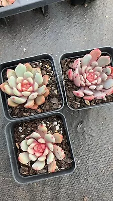 Echeveria Love Me ( Candy Heart) Succulent 03/06/23 • $10