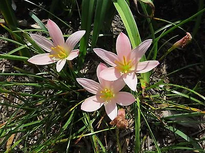   Rain Lily Zephyranthes Tubispatha 1 Bulb RARE NEW Habranthus • $18