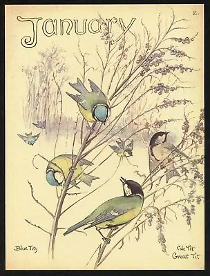 Edith Holden JANUARY WINTER BIRDS Vintage Repro 1906 Watercolor Botanical Print • $18