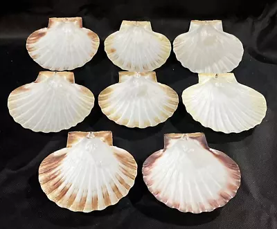 Lot Of 8 Real 5  Scalloped Shells For Baking Serving Or Crafts • $4.99
