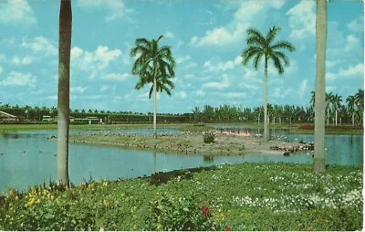 Flamingo Island Infield Lake Hialeah Race Course Miami Florida Vintage FL PC • $1.39
