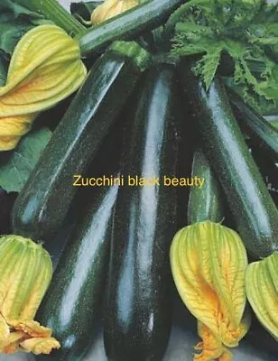 Zucchini Black Beauty 10 Seeds Australian Stock Heirloom Seeds Non Gmo Untreated • $2.50