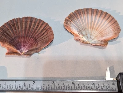 $0.99 • Buy 2 Large Irish Flat Scallop Shells Seashell 3.5  Crafts Beach Decor Collection 