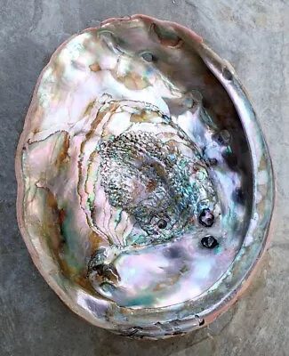 Large Red Abalone Mother Of Pearl Seashell For Decorations Jewelry Or Smudging • $15