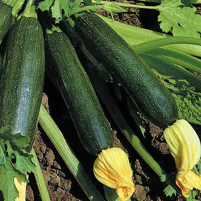 15 Seeds Of ZUCCHINO DIAMANT + FREE GIFT • £1.80