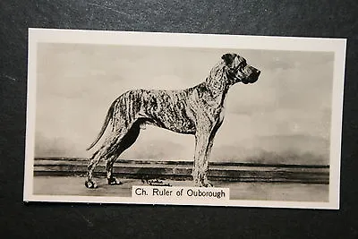 GREAT DANE    Show Champion   Vintage Photo Card   • $4.97