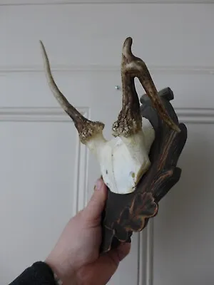 Fallow Deer Skull Antlers Trophy Abnormal Home Art Any Crafts Wood Plaque BA-11 • £29.99