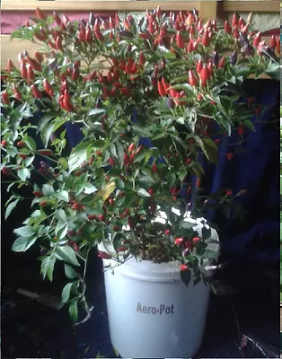 £33 • Buy Aero-Pot DWC 20L, Pump + Air Stone + Tubing + Lvl Indicator - Variations