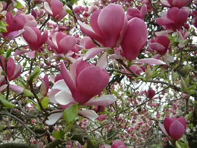 20 Pink Magnolia Seeds Yulan Magnolia Seed Tree Tulip Lily Flower • $2.37