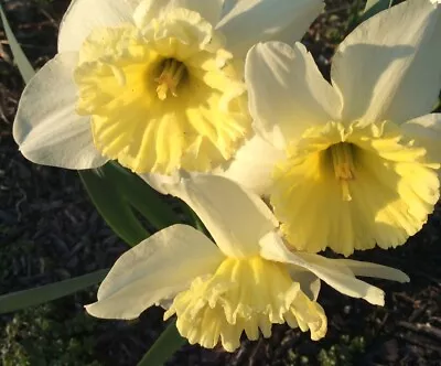 20 Daffodils Bulbs Live Narcissus Pseudonarcissus Lent Lily Wild Daffodil Fresh • $18.20