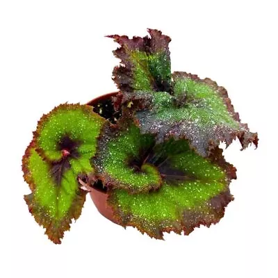 Harmony's Andromede Begonia Rex 4 Inch Purple And Green Spiral • $24.99