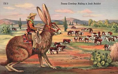 Vintage Postcard 1930's View Of The Texas Cowboy Riding A Jack Rabbit Animals TX • $8.99