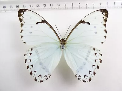 Entomology Butterfly: Morpho Epistrophus Cathenaria Male Brasil • $9