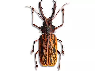 Insane HUGE Macrodontia Cervicornis Beetle Peru MALE +139mm Unspread In USA H • $367